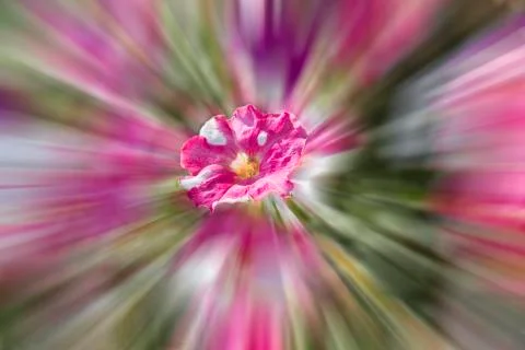 Glory flower Illustration Stock Illustration