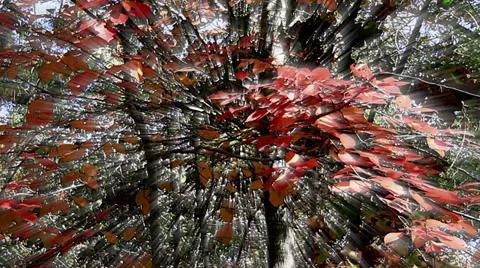 Glory leaves Stock-Footage 32820987