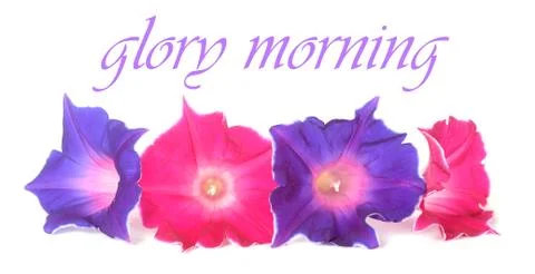 Glory morning Stock Photos