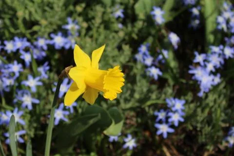 Glory of the snow and a daffodil Stock Photos