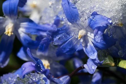 Glory of the snow close up Stock Photos