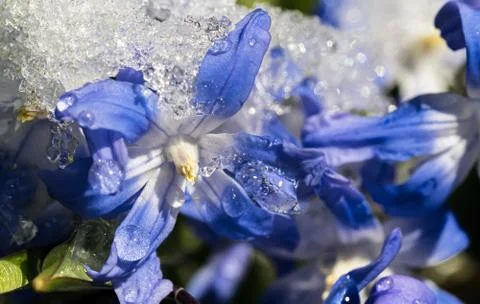 Glory of the snow close up Stock Photos