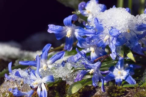 Glory of the snow close up Stock Photos
