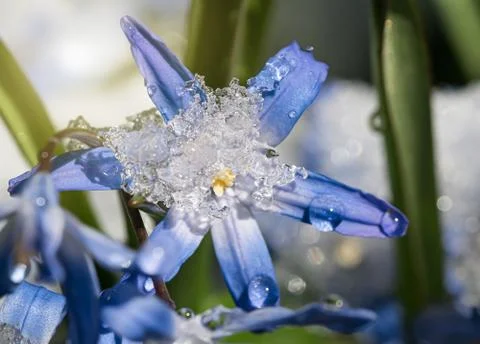 Glory of the snow close up Foto stock