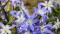 Glory Of The Snow with Honey Bee 7194 HD Footage