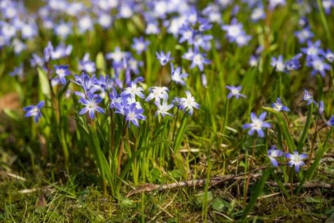 Glory of the snow Stock Photos