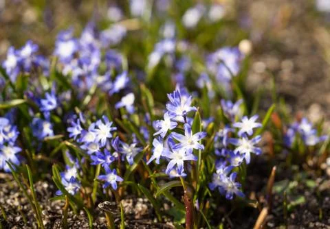 Glory of the snow Stock Photos