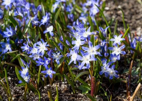Glory of the snow Stock Photos
