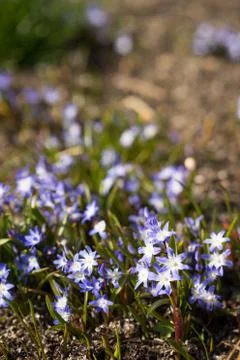Glory of the snow Stock Photos