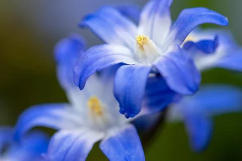 Glory of the Snow 库存照片