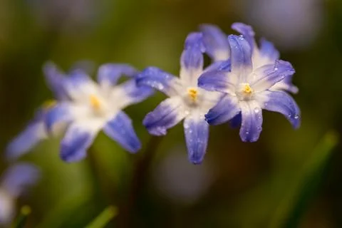 Glory of the Snow 库存照片