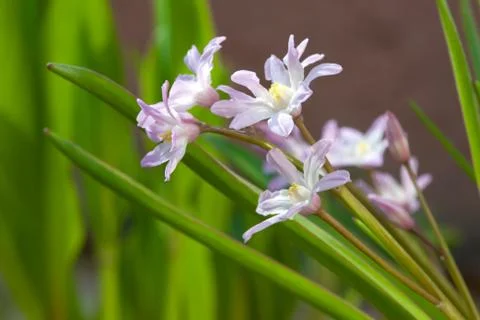 Glory-of-the-snow Foto stock