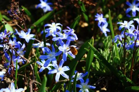 Glory of the snow in the spring Stock Photos