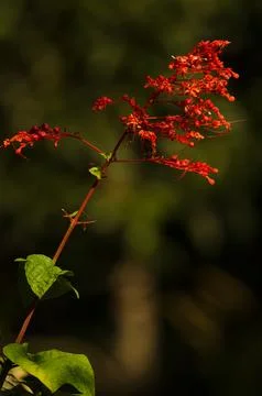 Glorybower in bloom. Stock Photos