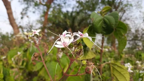 Glorybower flowers. Stock Footage 150939357