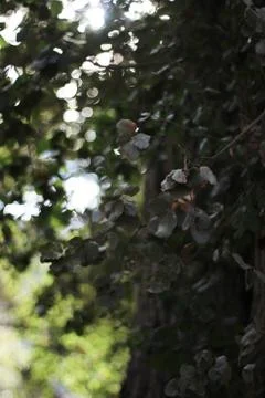 Glossed Out Stock Photos