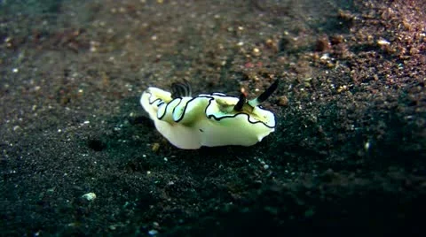 Glossodoris astromarginata Stock Footage 12384736