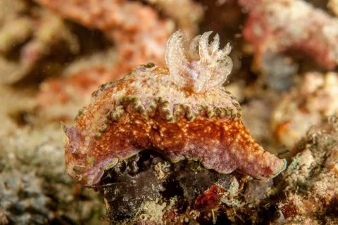 Glossodoris cincta Stock Photos