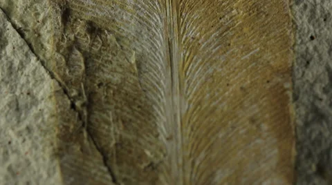Glossopteris Leaf Fossil Stock Footage 38481312