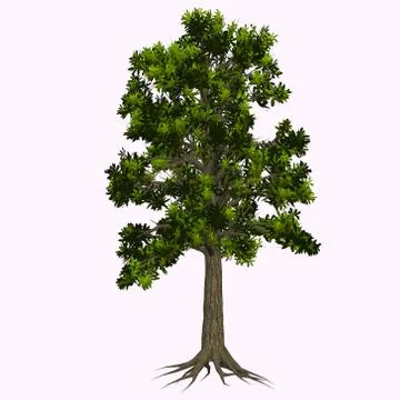 Glossopteris Tree Stock Illustration