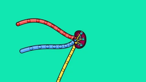 Glossy 3D Stylized Animation Of A Human Kidney On Green Screen Stock Footage 341072150