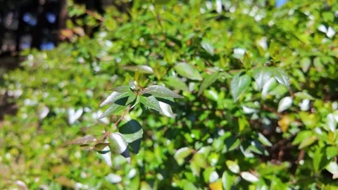 Glossy Abelia Leaves Shining In Sunlight Vídeos de archivo 345340893