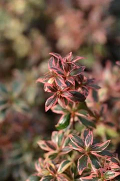 Glossy abelia Stock Photos