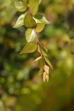 Glossy abelia Stock Photos