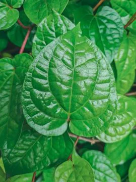 Glossy betel leaf macro texture for herbal ingredient design. Stock Photos