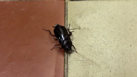 Glossy Black Cockroach Crawls Over a Tiled Floor Inside a Building Stock Footage 333299719