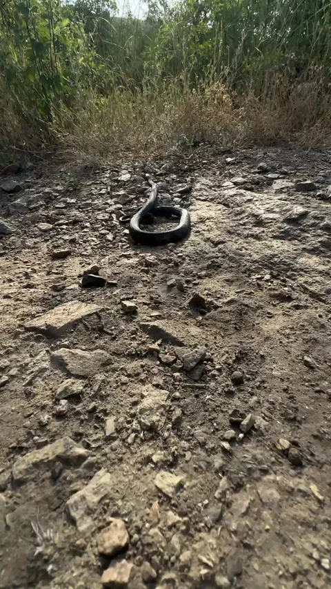 Glossy Black Snake Slithering Along a Rocky Trail Into Dry Grass Stock Footage 338268570