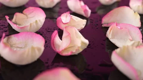 Glossy black surface with dewy rose petals in white and pink shades. Light .. 스톡 동영상 297547474