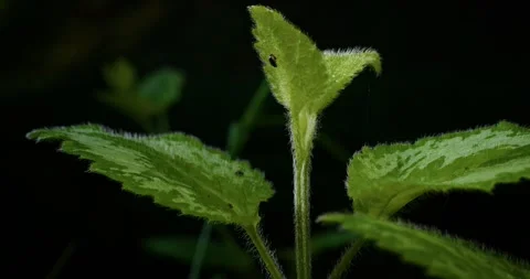 Glossy brownish bug descending bright green leaf Stock Footage 299281479