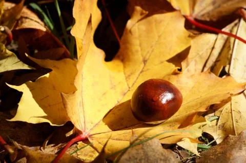 A glossy chestnut with waterdrops on a yellow maple leaf Stock Photos