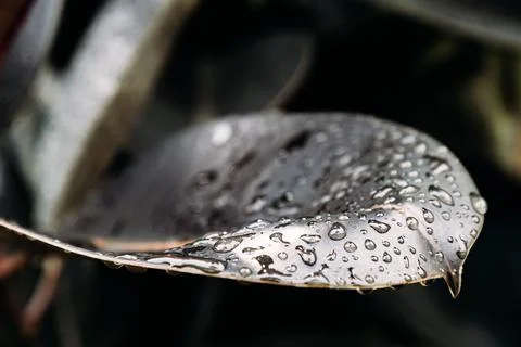 Glossy Dark Leaf Close Up With Rain Droplets Stock Photos