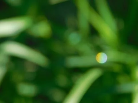 Glossy dew Fotos Stock