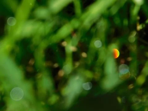 Glossy dew Stock Photos