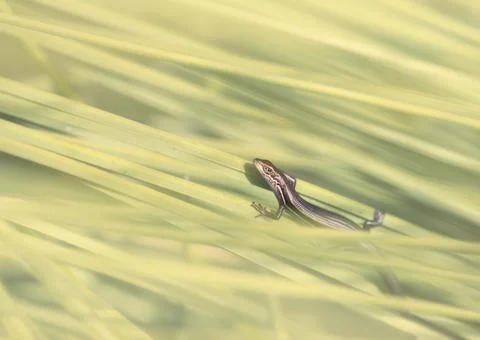 Glossy grass skink on a grass tree, Australia Stock Photos