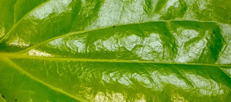 Glossy Green Leaf Texture Macro Background Stock Photos