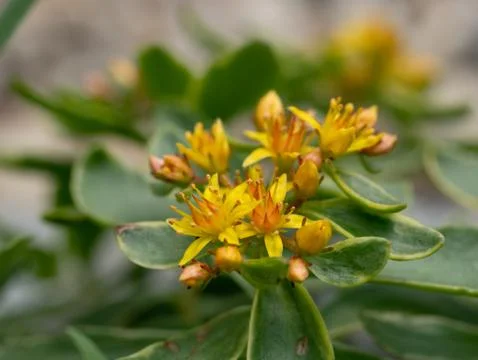 Glossy Green Stonecrop(Sedum kamtschaticum) ** Note: Shallow depth of field Stock Photos