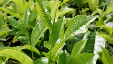 Glossy green tea sprouts covered with fresh morning dew. Video stock 336712437