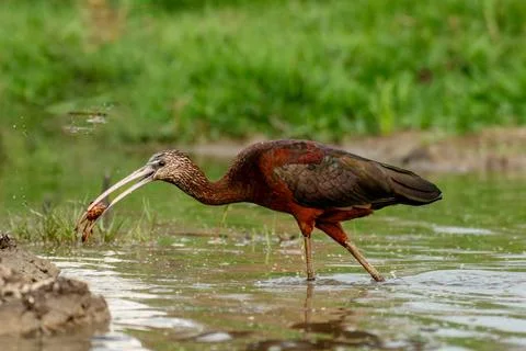 Glossy IBIS with catch Stock Photos