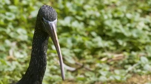 Glossy Ibis close up Video stock 116625529