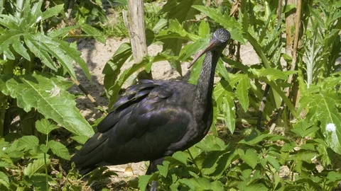Glossy Ibis close up Stock Footage 116625617