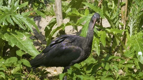 Glossy Ibis close up Video stock 116625680