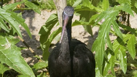 Glossy Ibis close up Stock Footage 116625802