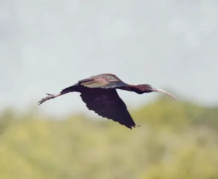 Glossy Ibis in flight Stock Photos