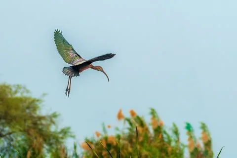 Glossy Ibis in flight Foto stock