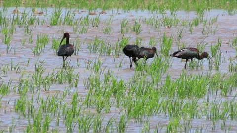 Glossy Ibis flock foraging in a flooded rice field Stock-Footage 342666297