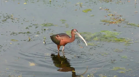 Glossy ibis Stock Footage 63198527
